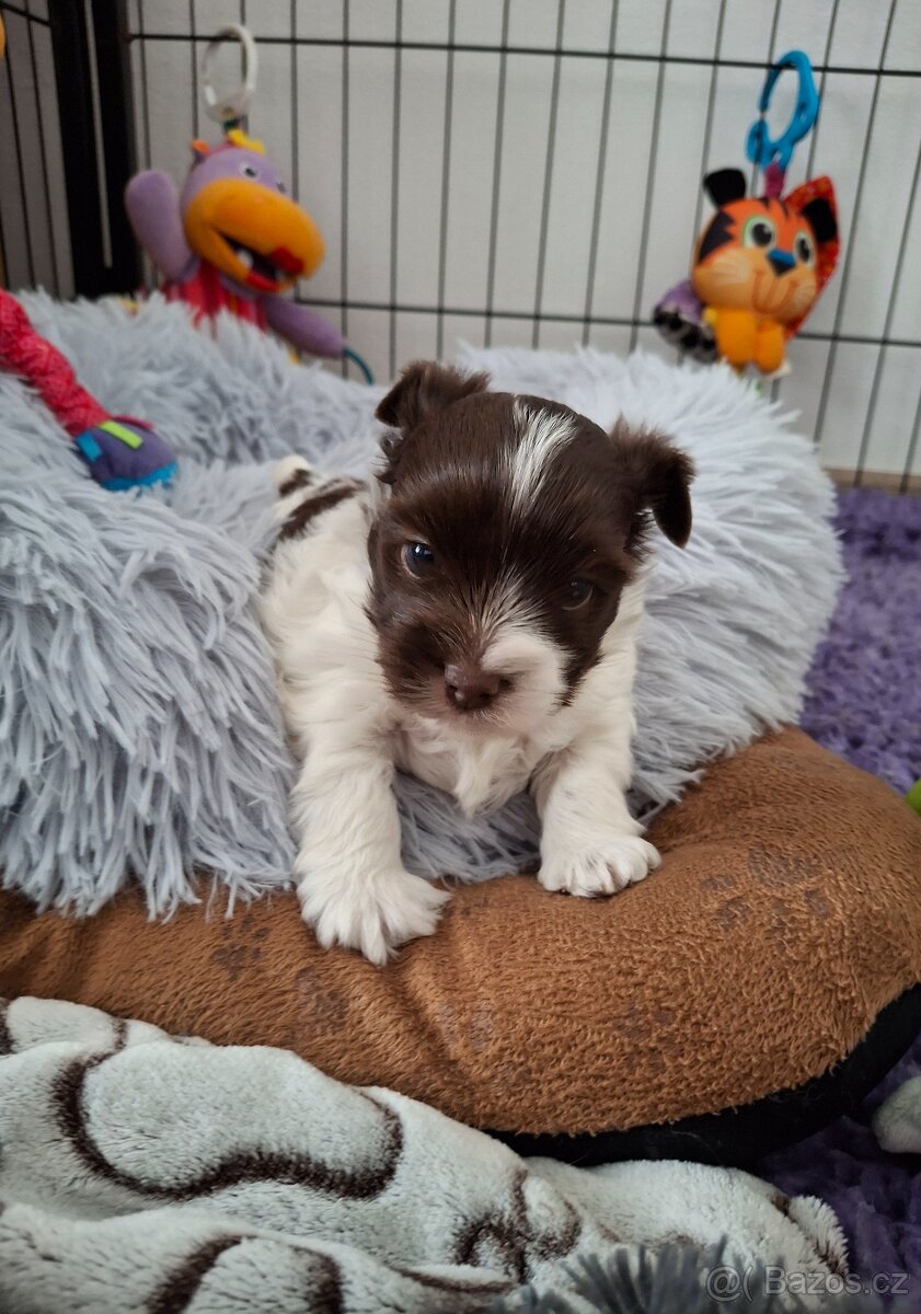 Jorkšírský teriér - biro, biewer - 9