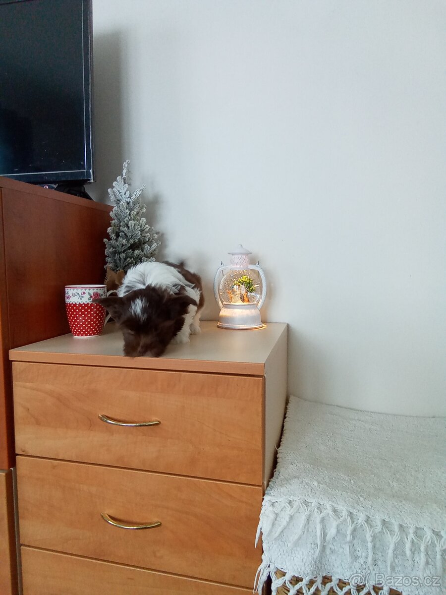 Jorkšírský teriér štěně - 9