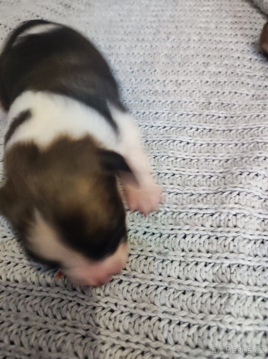Štěně pes - 9