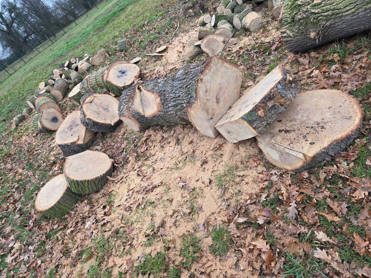 Dubová kulatina - 9