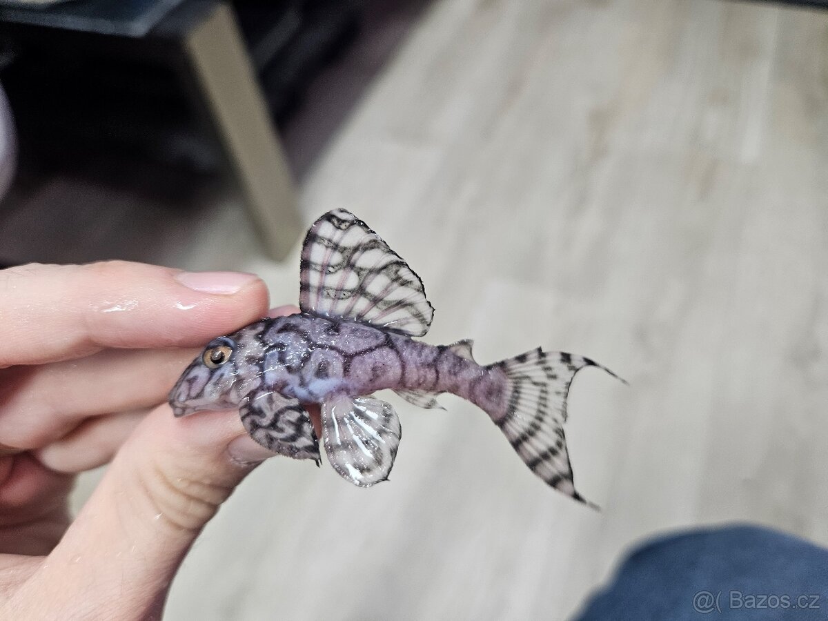 L 236 Super White - chovné páry - 9