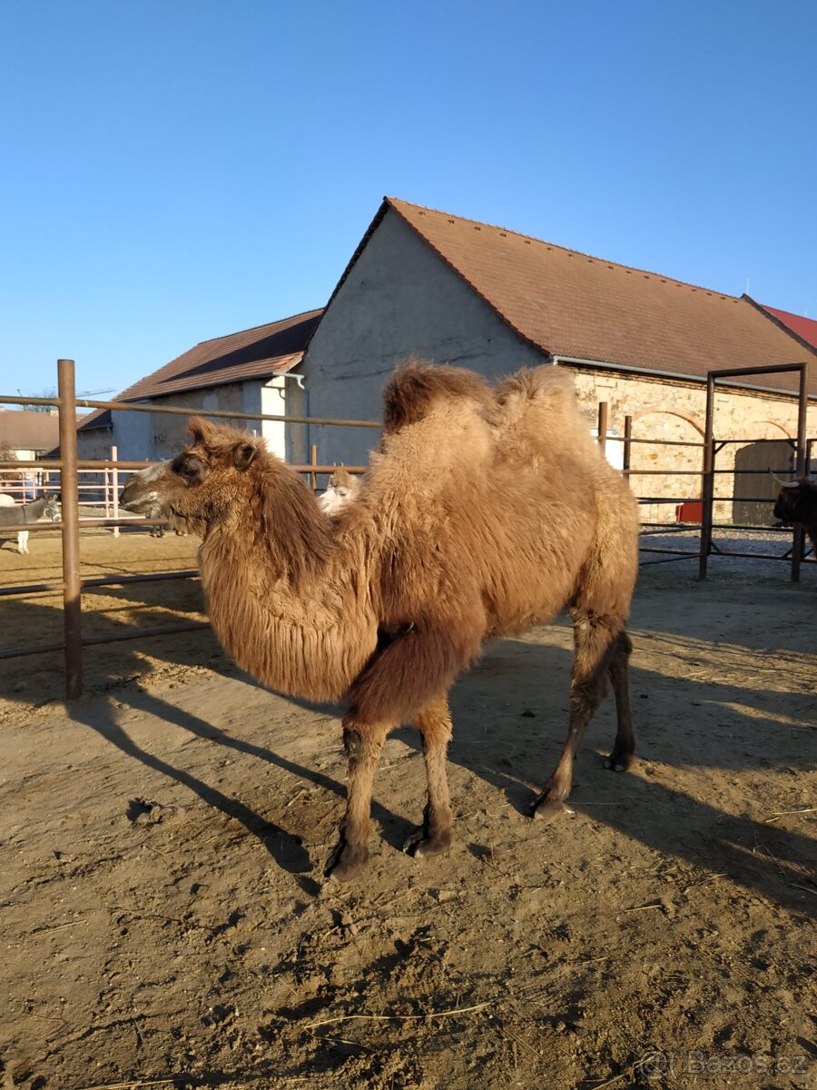 Velbloud - 9