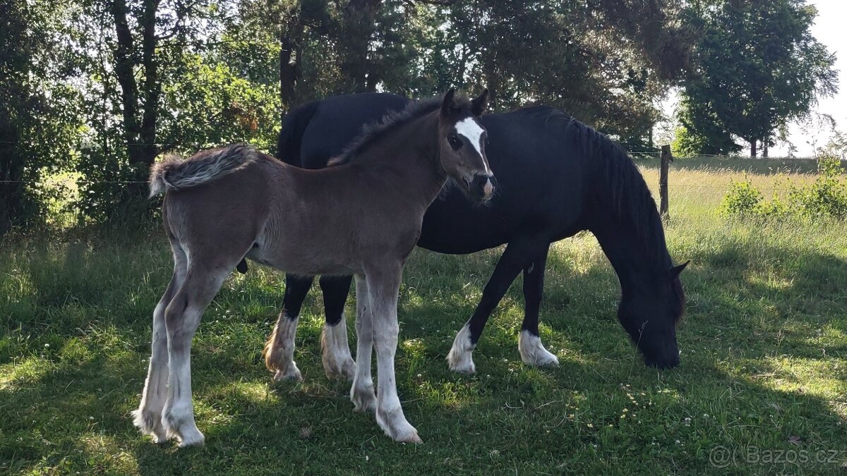 Welsh cob - připouštění - 9