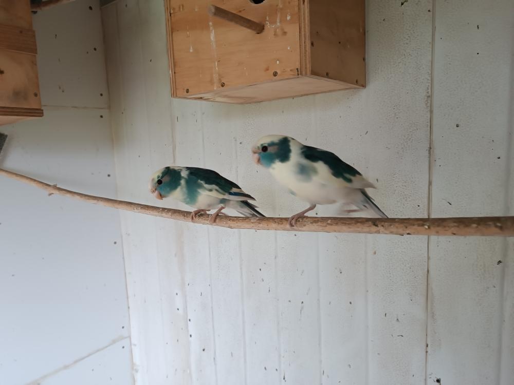 Neofémy a Kakariki - 9