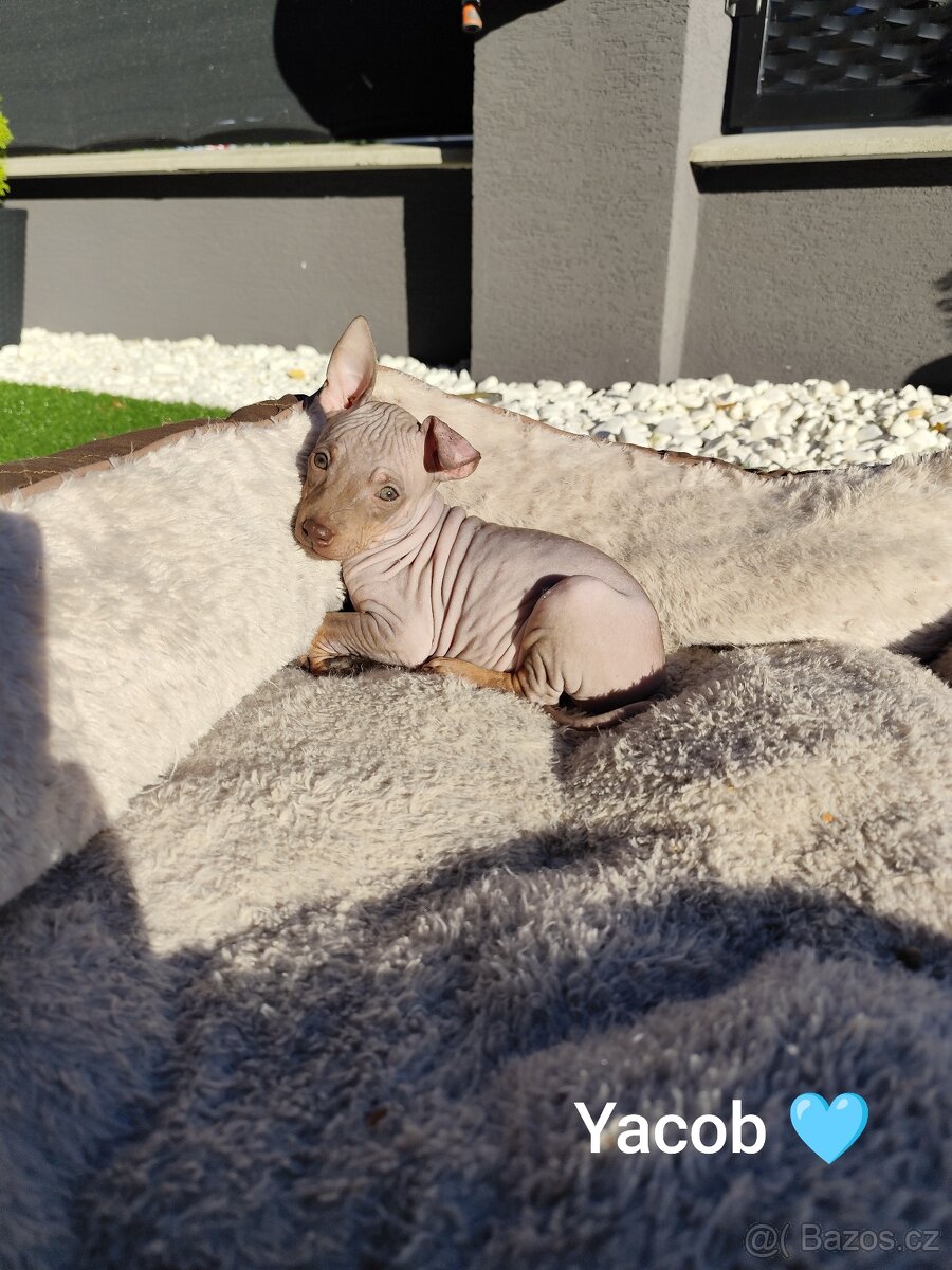 Americký bezsrstý teriér - 9