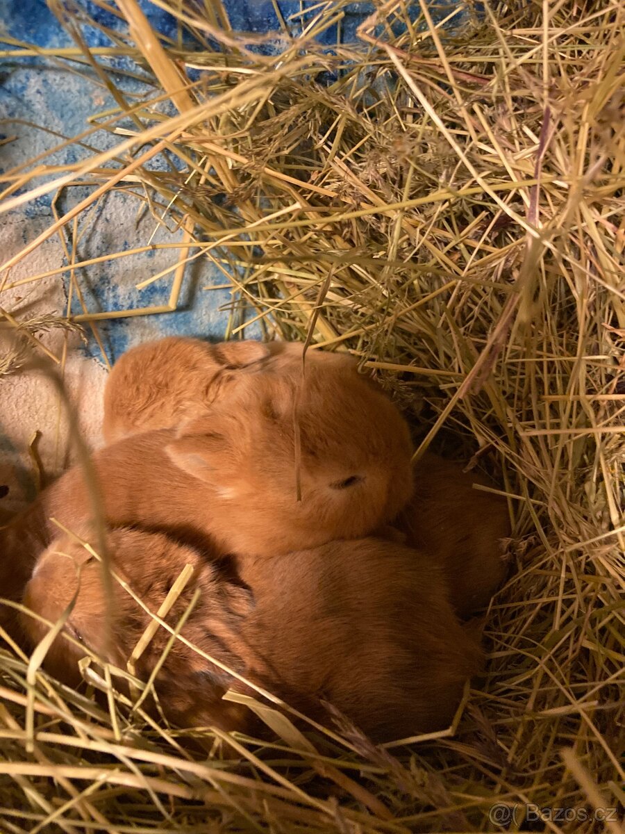 Zakrslí králík - 9