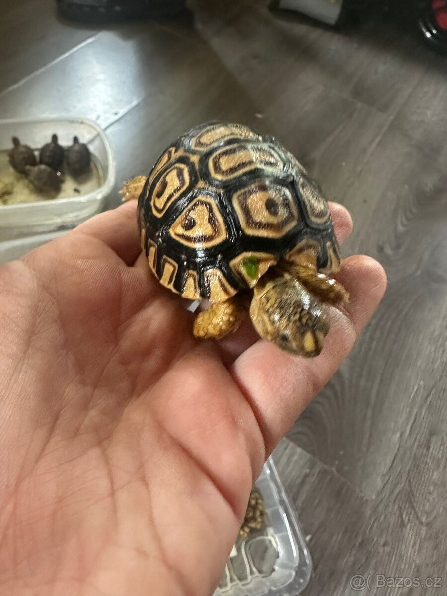 Želva pardáli - 9