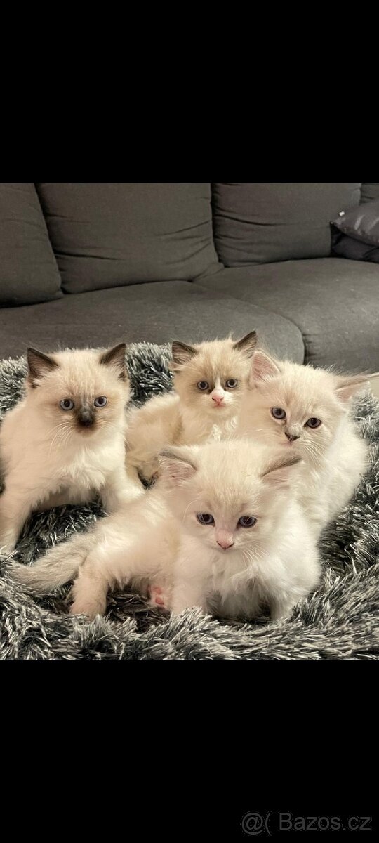 Koťátka Ragdoll - 9