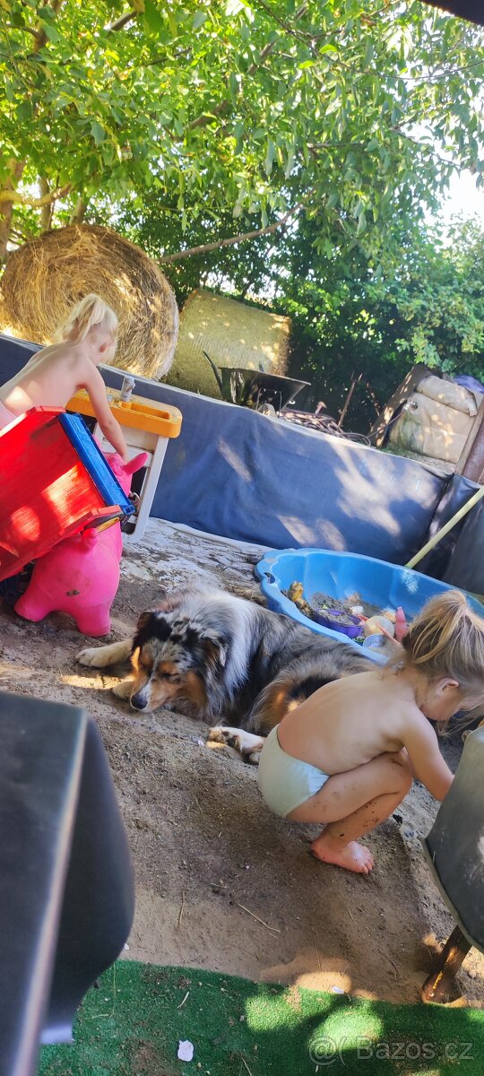 Australský ovčák - krytí chovným psem - 9