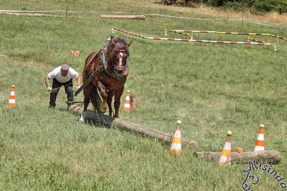 Připouštěni - Slezský norik - 9