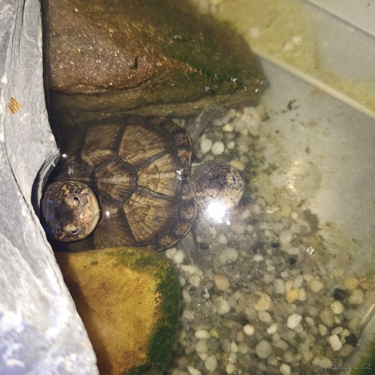 Prodám želvy - 9