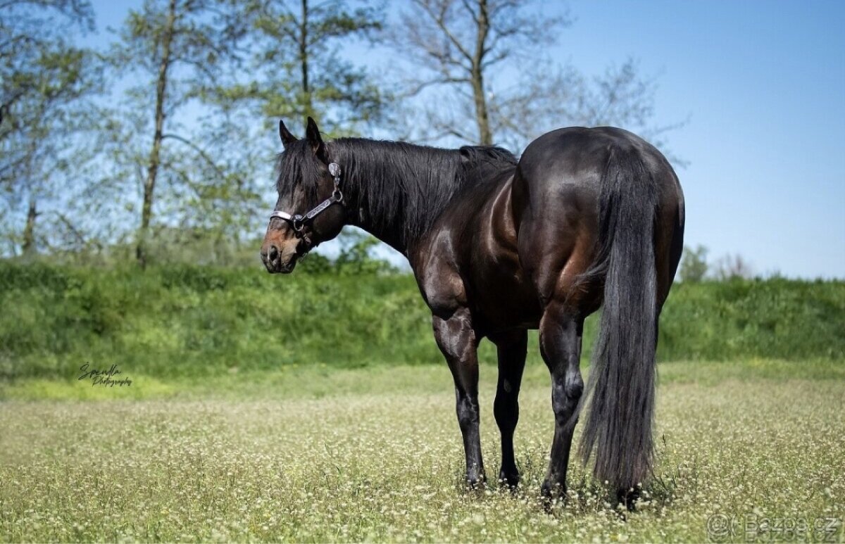 Připouštění QH hřebci 7panel N/N - 9