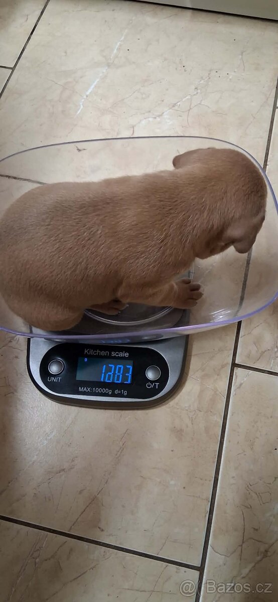 Americký stafordšírský terier bez pp - 9