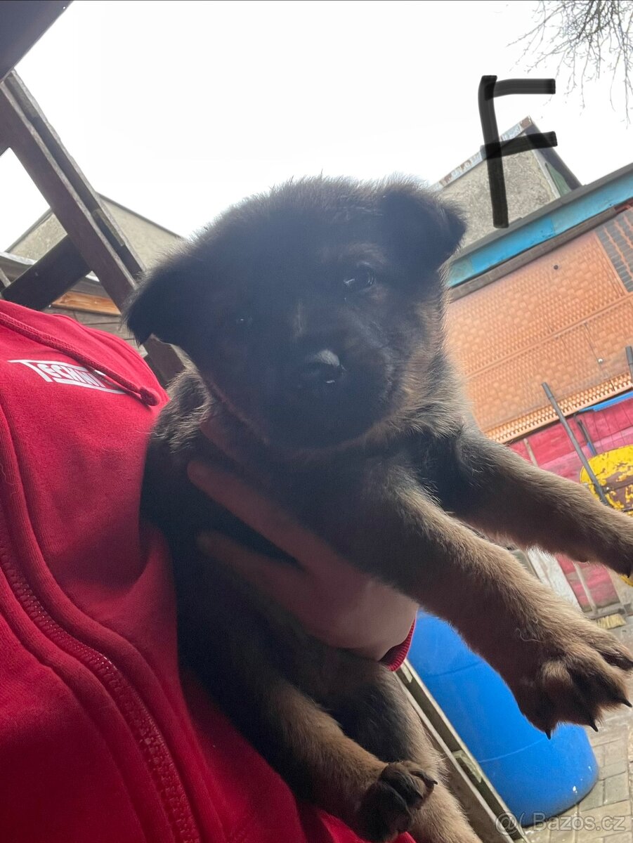 Inzerát – štěňata německého ovčáka - 9