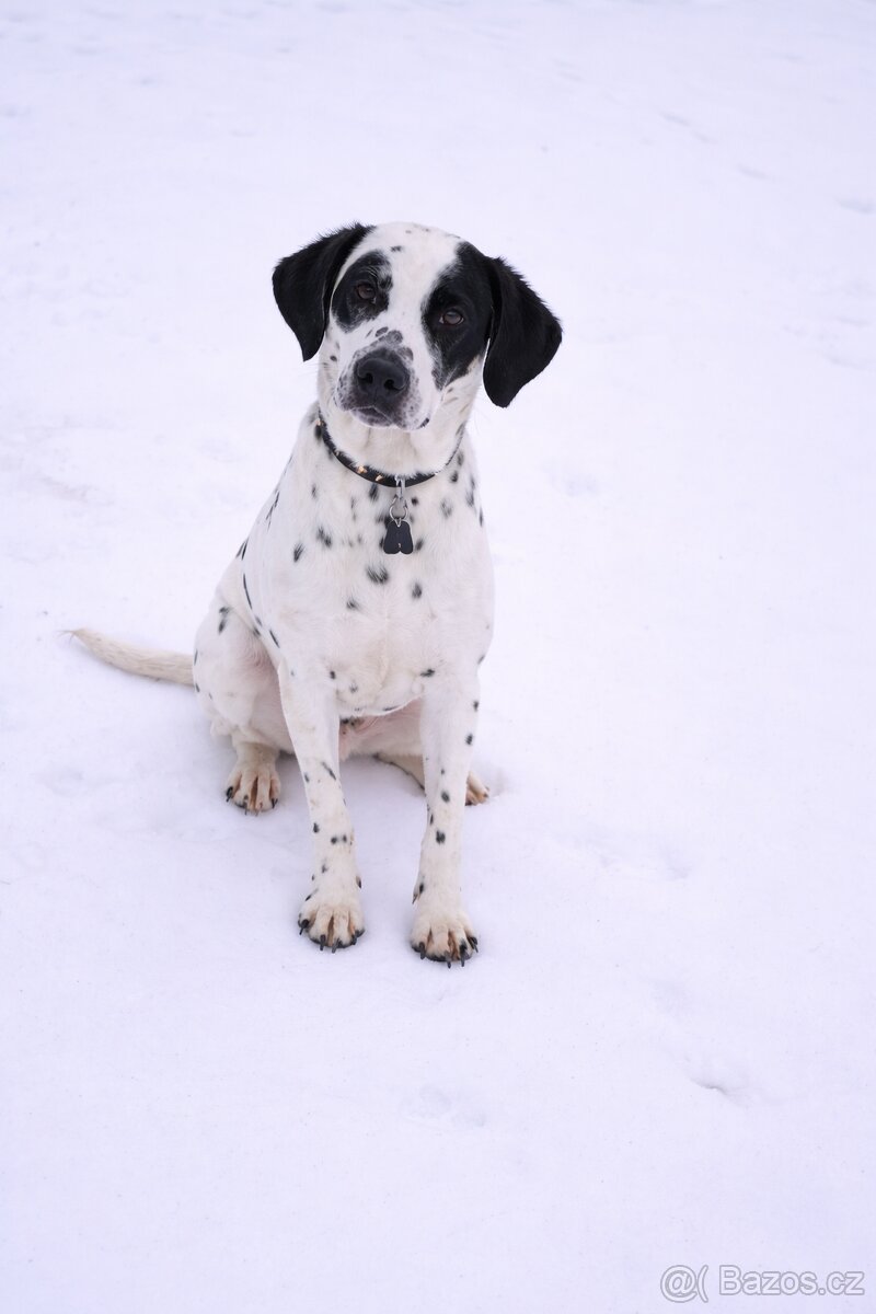 🤍Dalmatín🖤 - 9