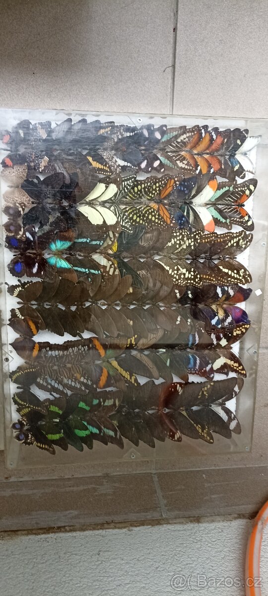 Prodám velikou sbírku motýlů - 9
