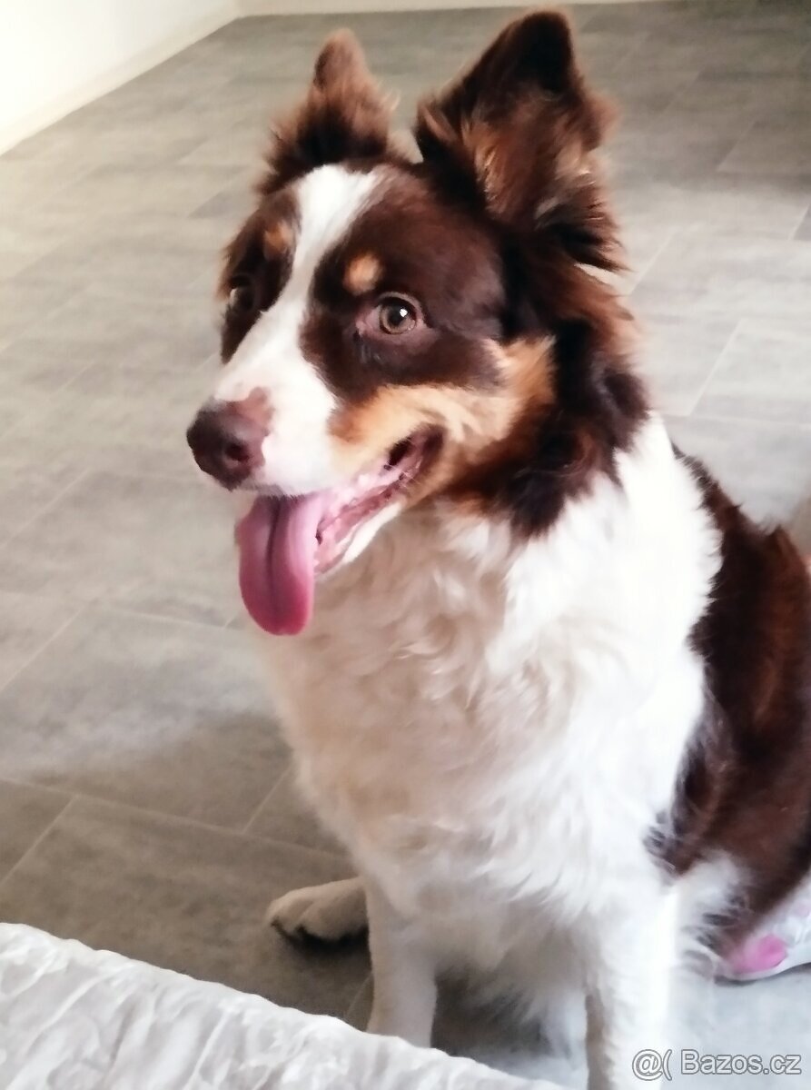 Border kolie - 9