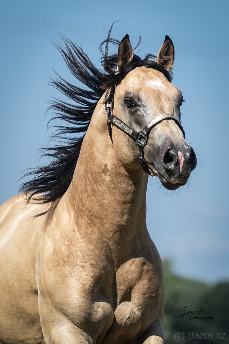 Připouštění QH hřebcem 7 panel N/N - 9