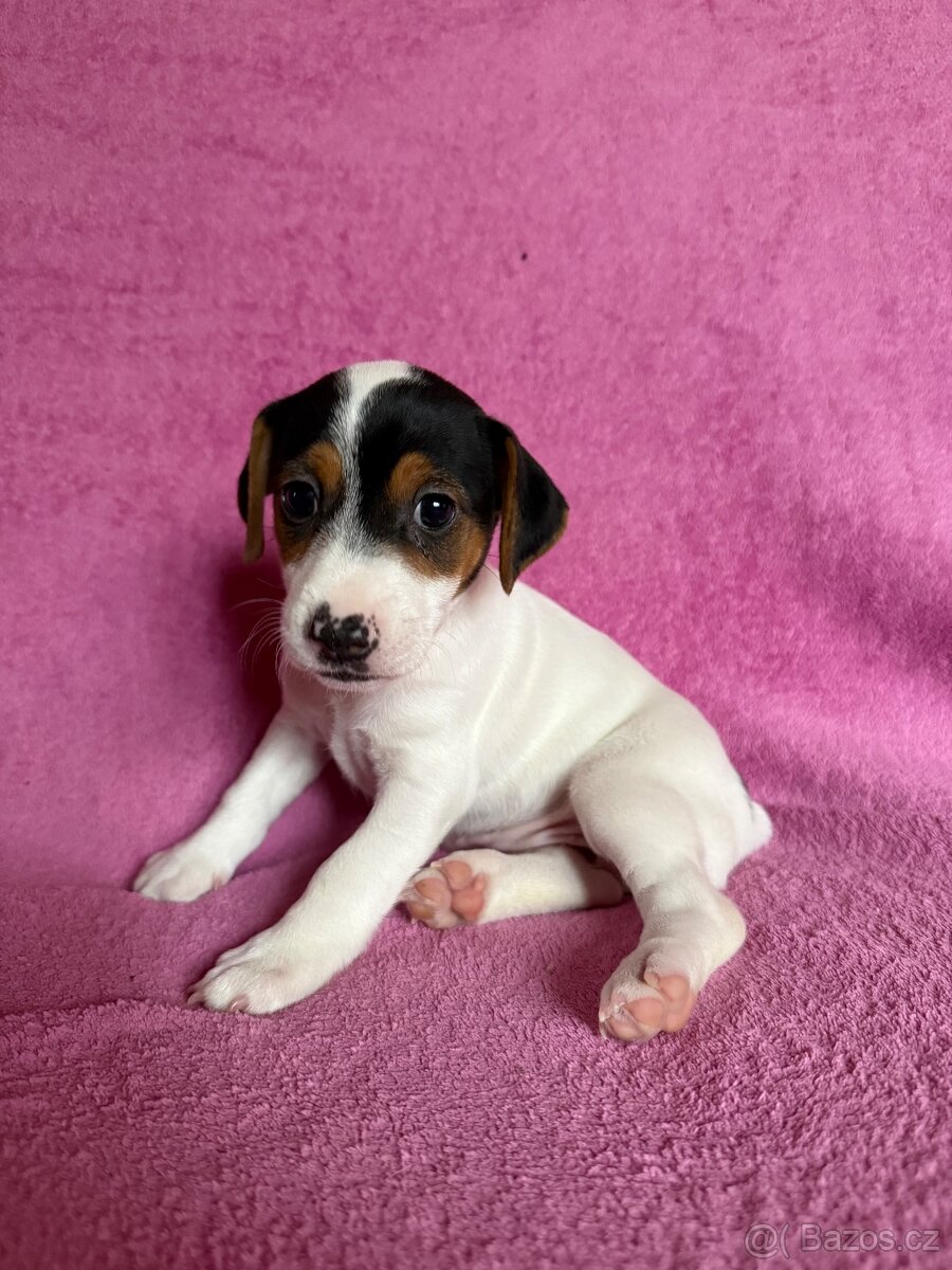 Jack Russell teriér - 9