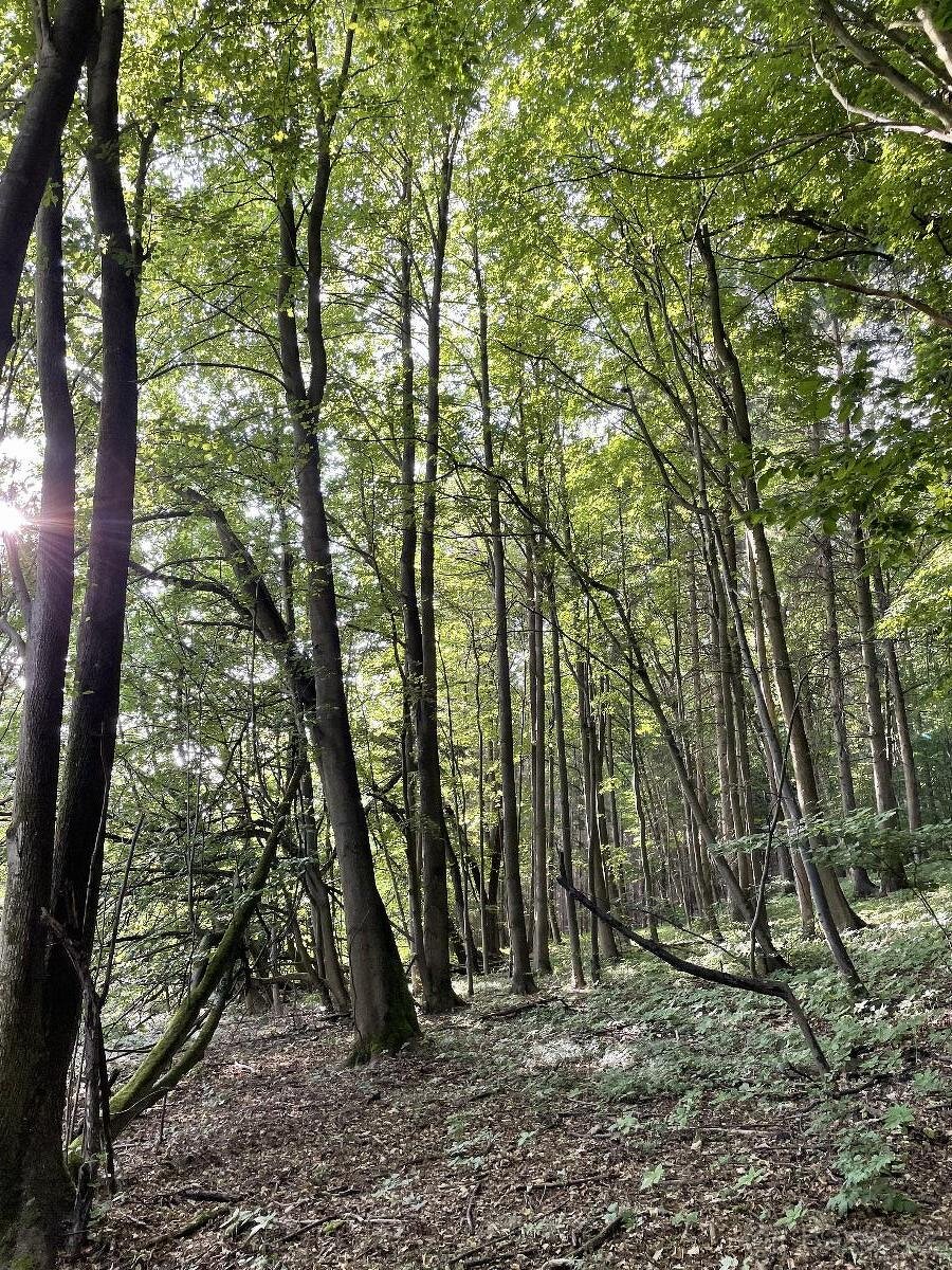 Prodám pozemky v k.ú. Útěchov u Moravské Třebové - 9