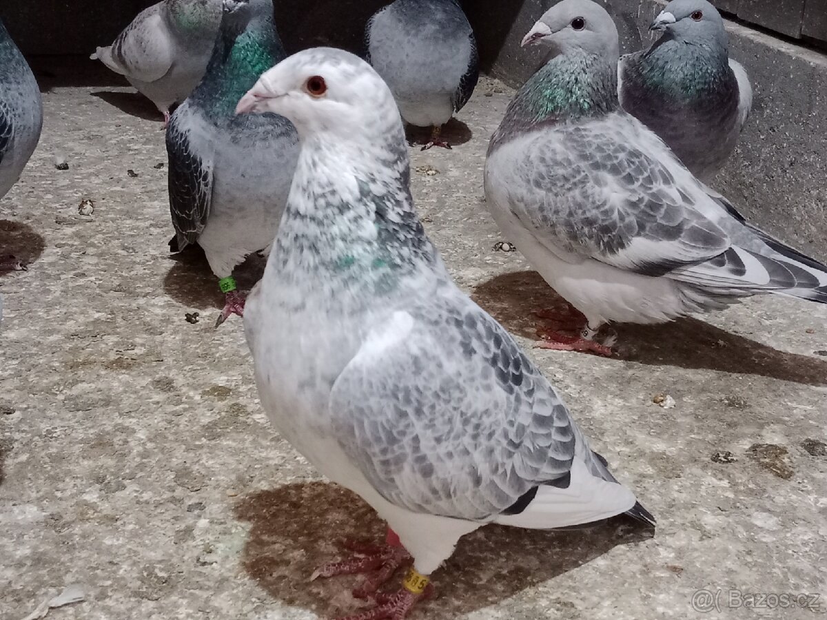 Poštovní holub standart - 9