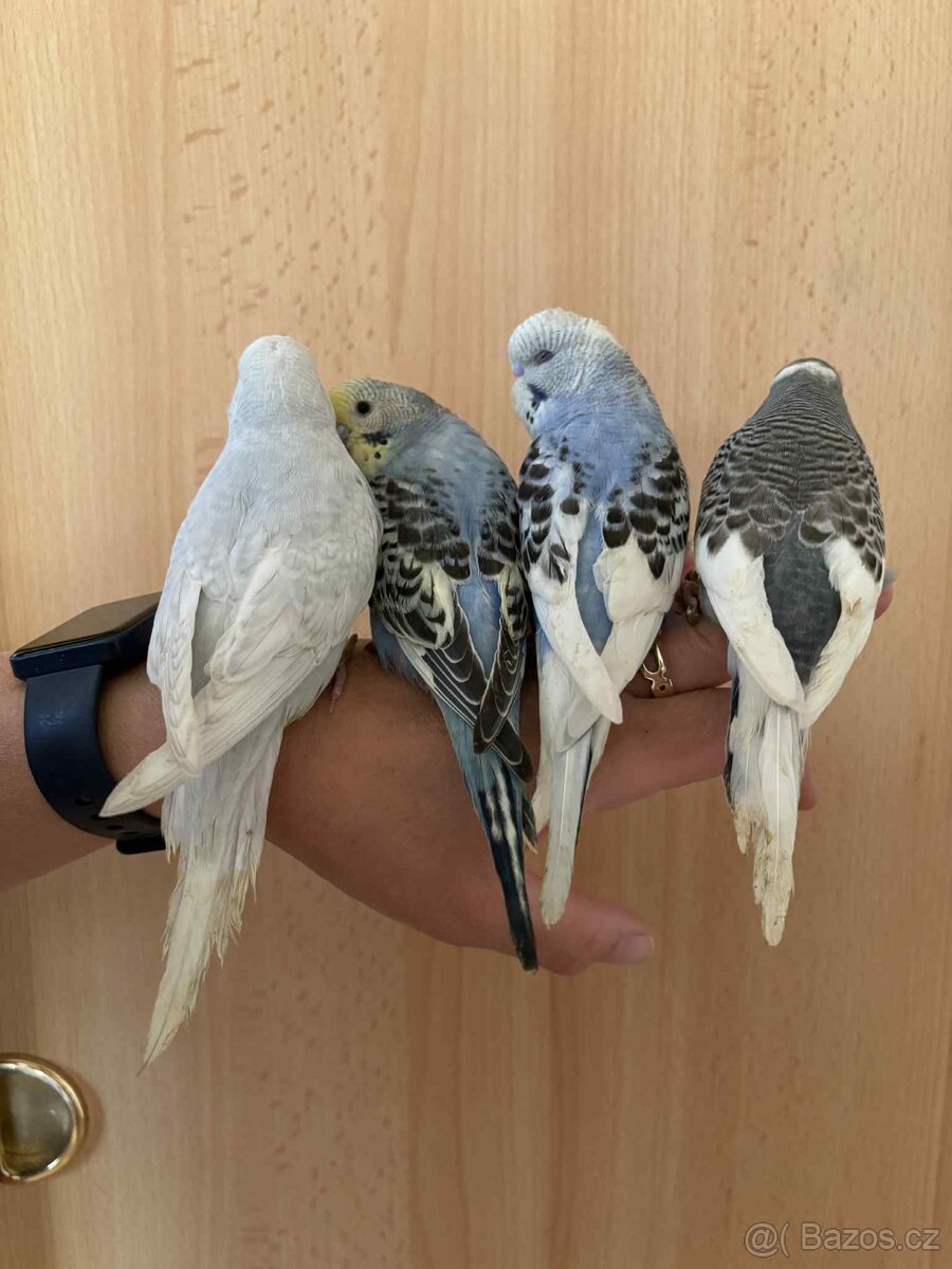 Prodám mladé andulky po vylétnutí z budky - 9