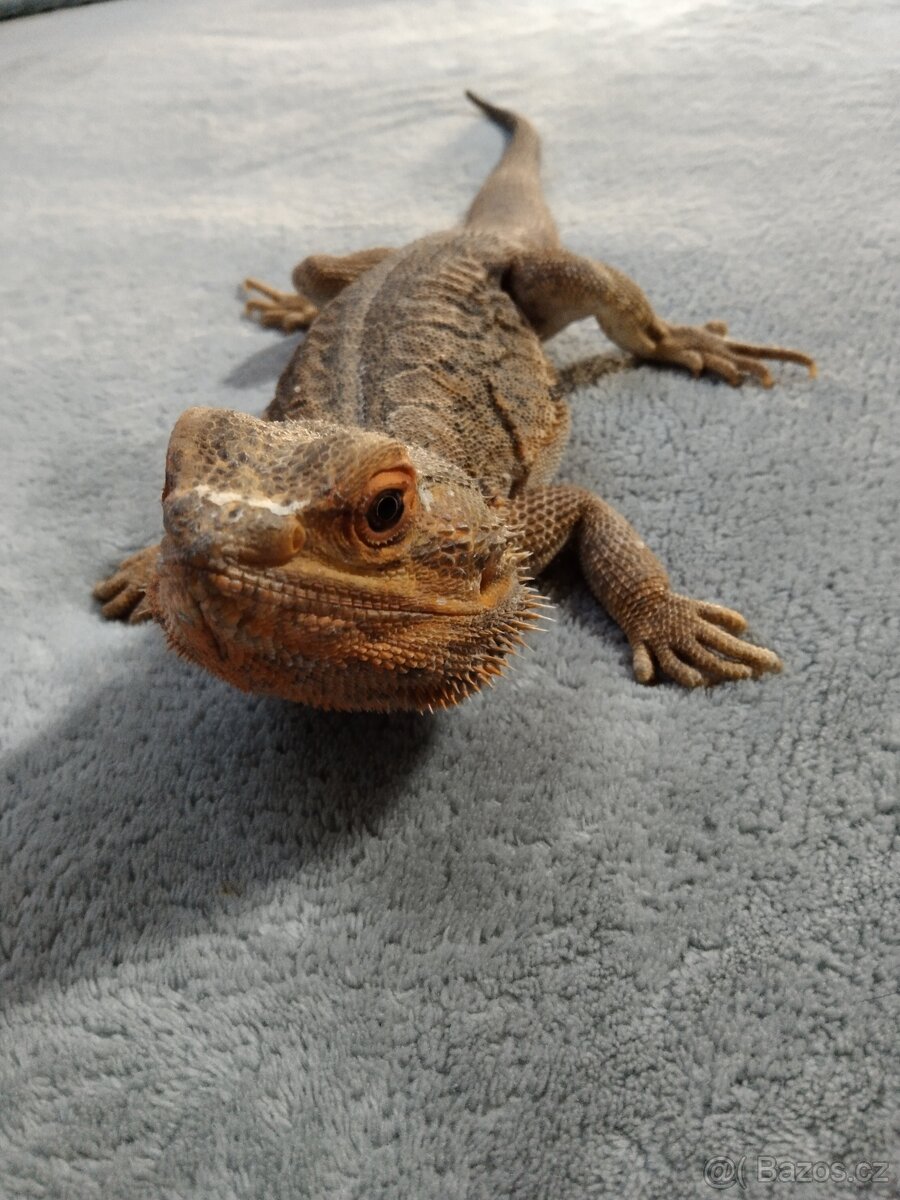 Prodám agamu s terárkem - 9
