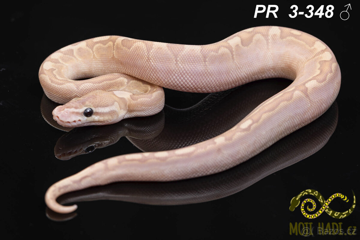 Python regius - Krajta královská - 9