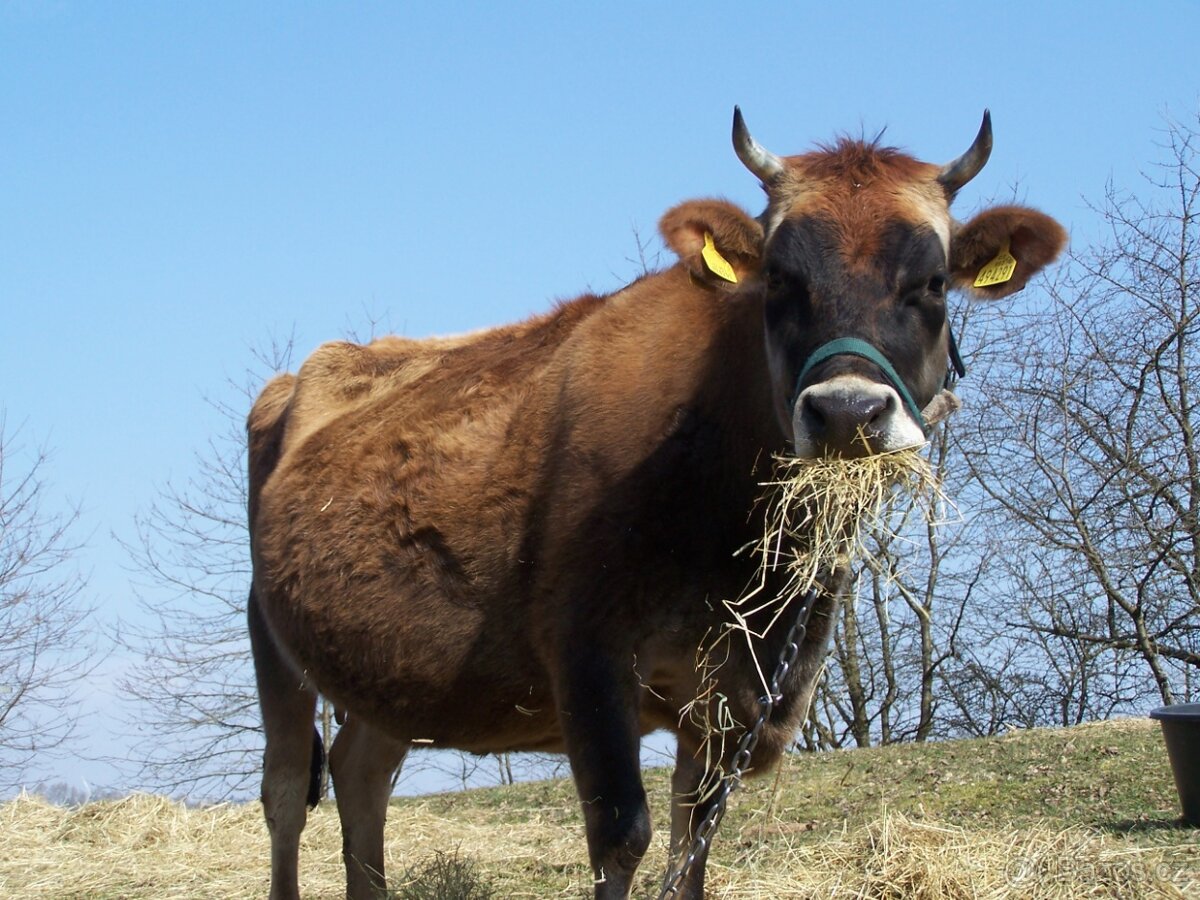 Kráva 100% Jersey - 9