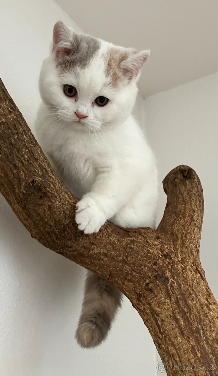 Britská koťátka s PP - 9