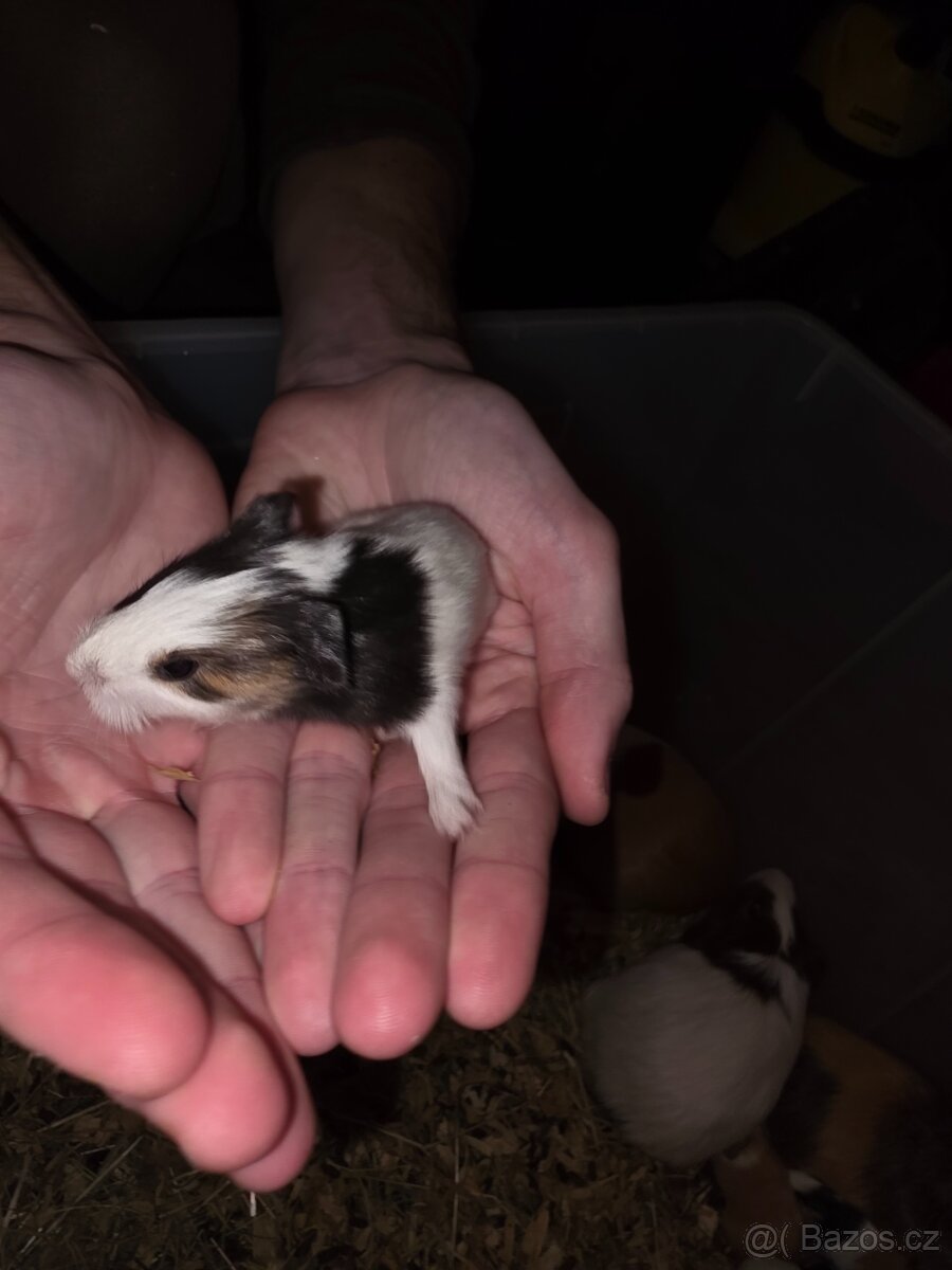 Morče, Morčata - 9