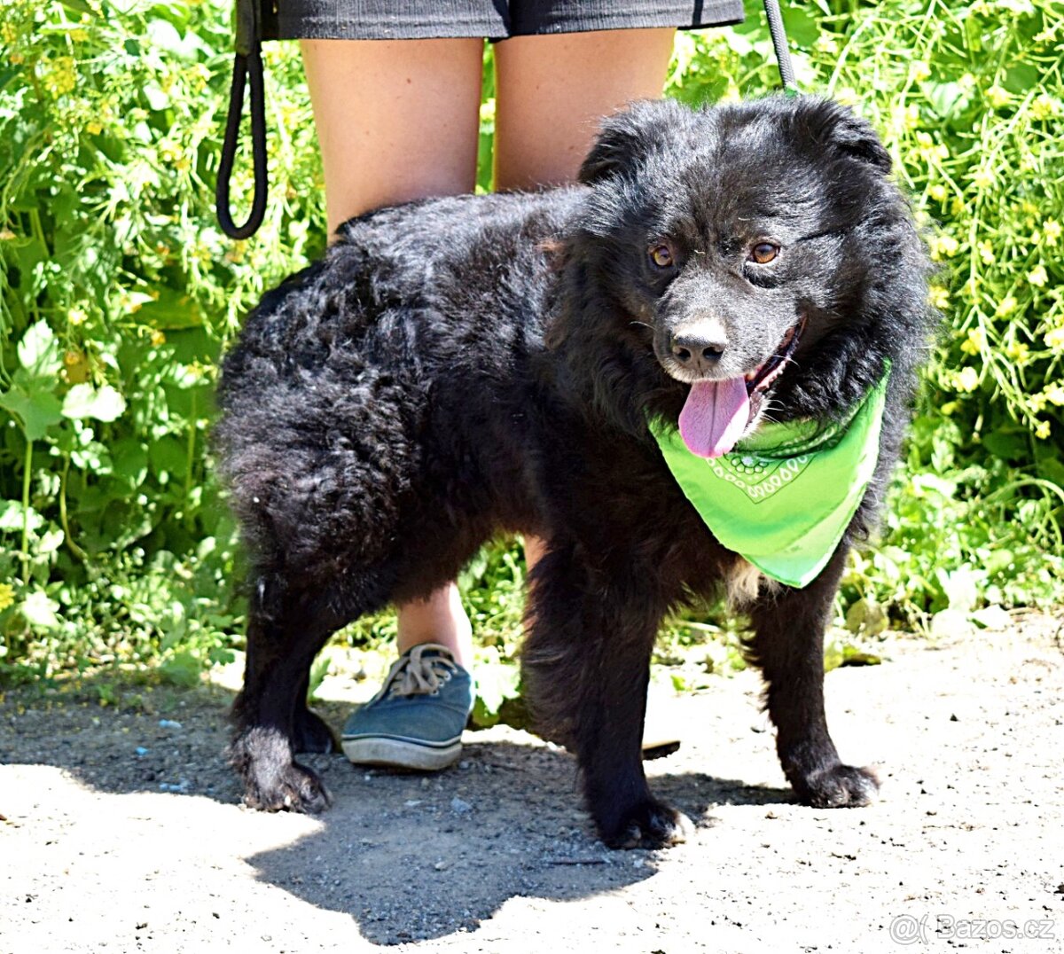 TICEAS K ADOPCI- 3 ROKY,TULÍCÍ ČERTÍK,HODNÝ,KLIDNÝ - 9