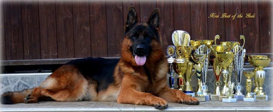 Německý Ovčák - štěňata - 9