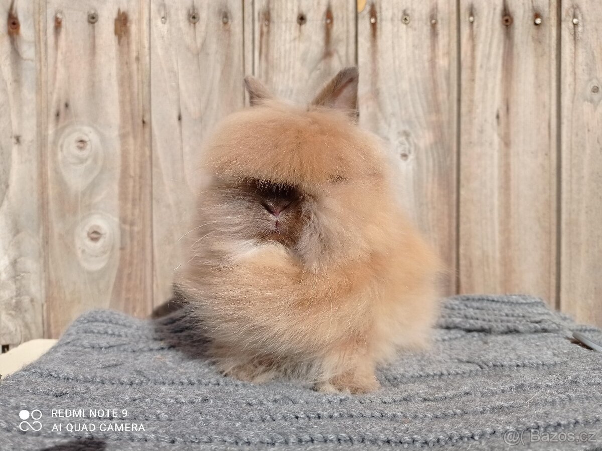 Zakrslý Teddy - mláďátka k rezervaci - 9