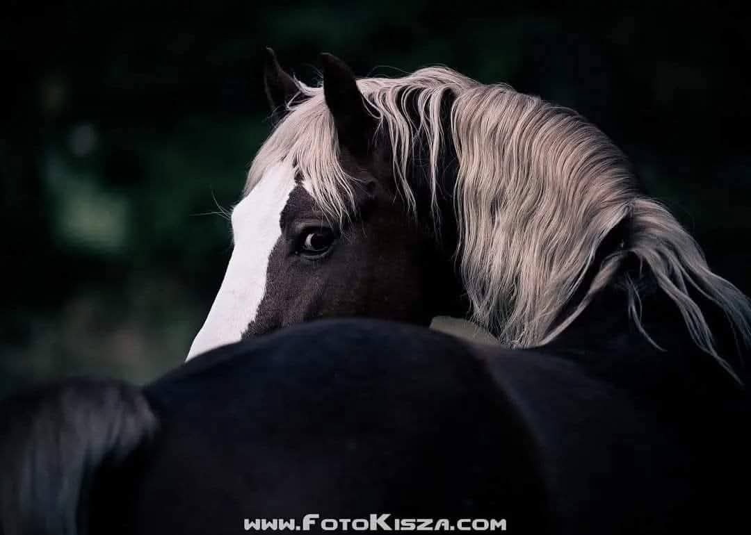 Připouštění Welsh cob - D - 9