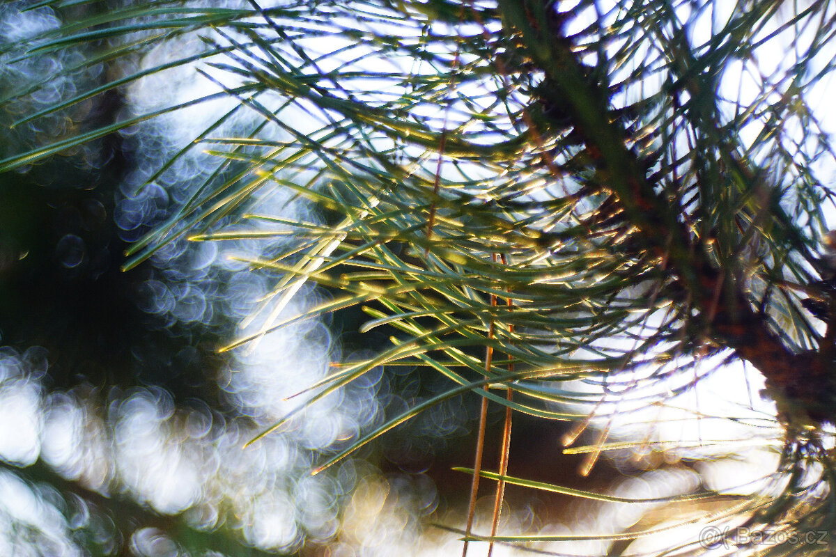 Objektiv Trioplan 50 f2.9 / Meyer-Optik Görlitz / Altix - 9