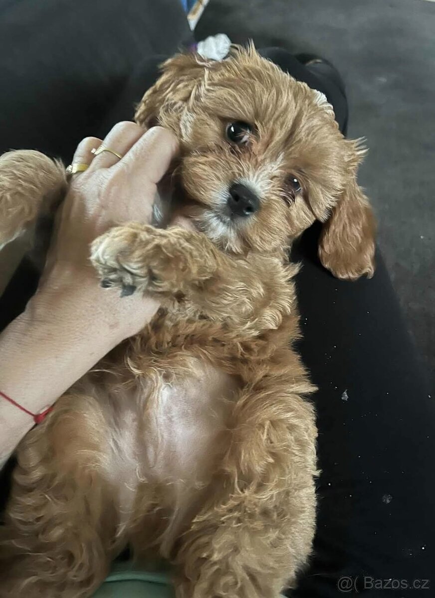 Cavapoo Maltipoo - 9