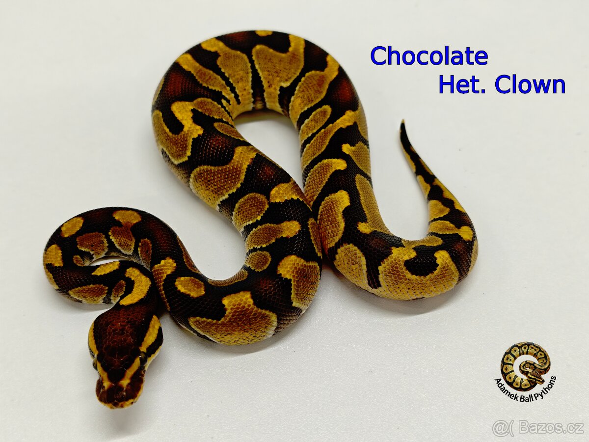 Krajta Královská - 9