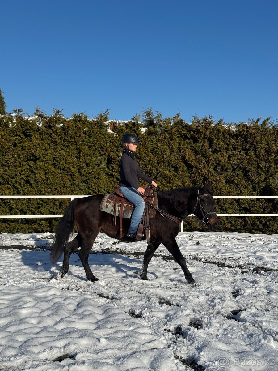 Kobyla 5 let na prodej - 9