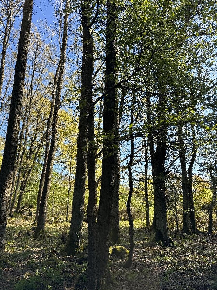 Prodáme pozemky v k.ú. Čížkov u Blovic - 9