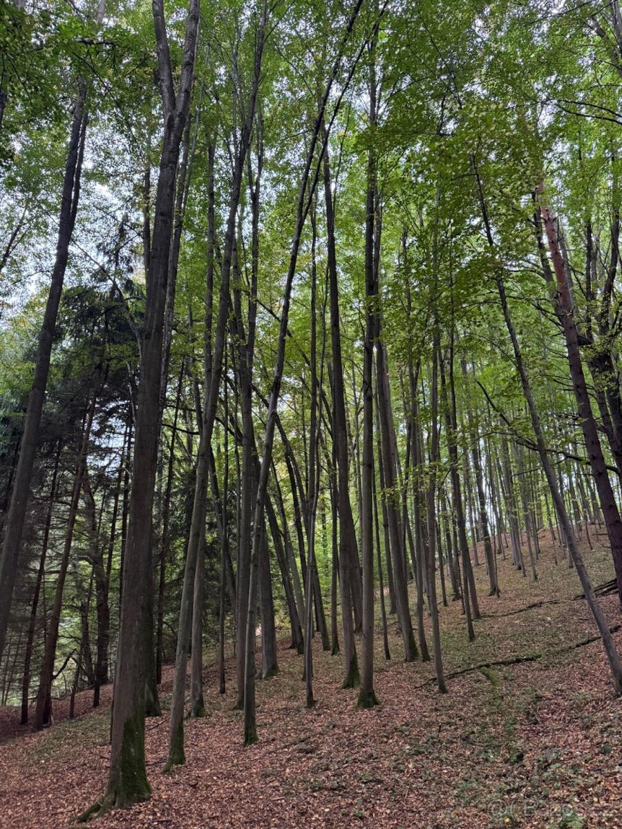 Prodám lesní pozemek v k.ú. Štiptoň - 9