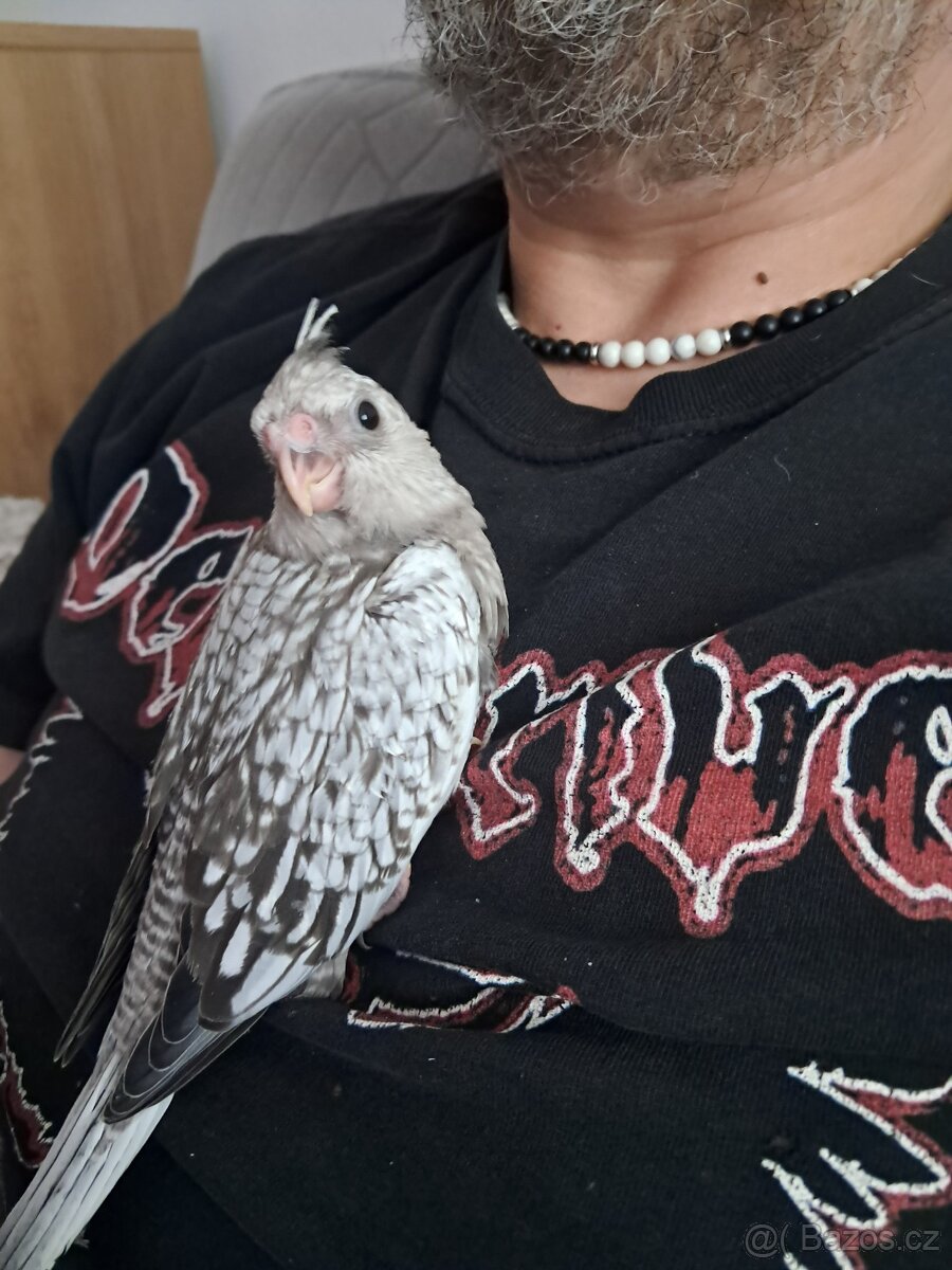 Ručně dokrmené korely. - 9