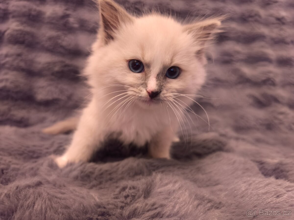 Ragdoll kocourci - 9