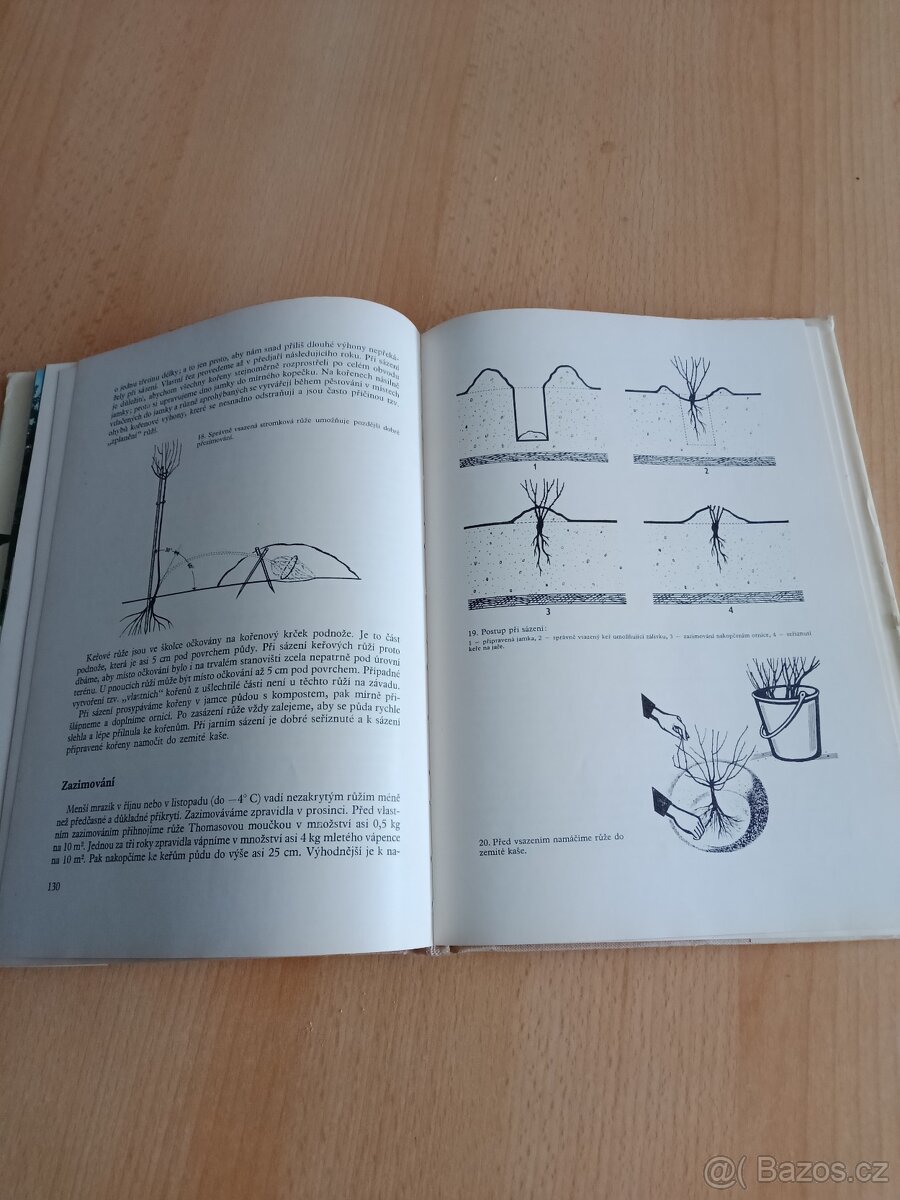 Alpínky,Růže,Atlas hub - 9