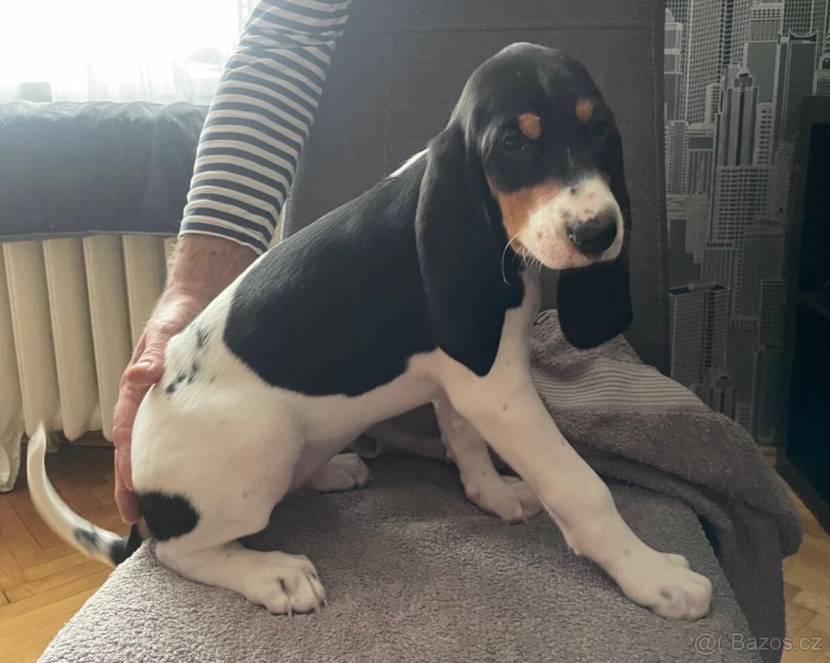 Štěně s PP ihned k odběru - 9