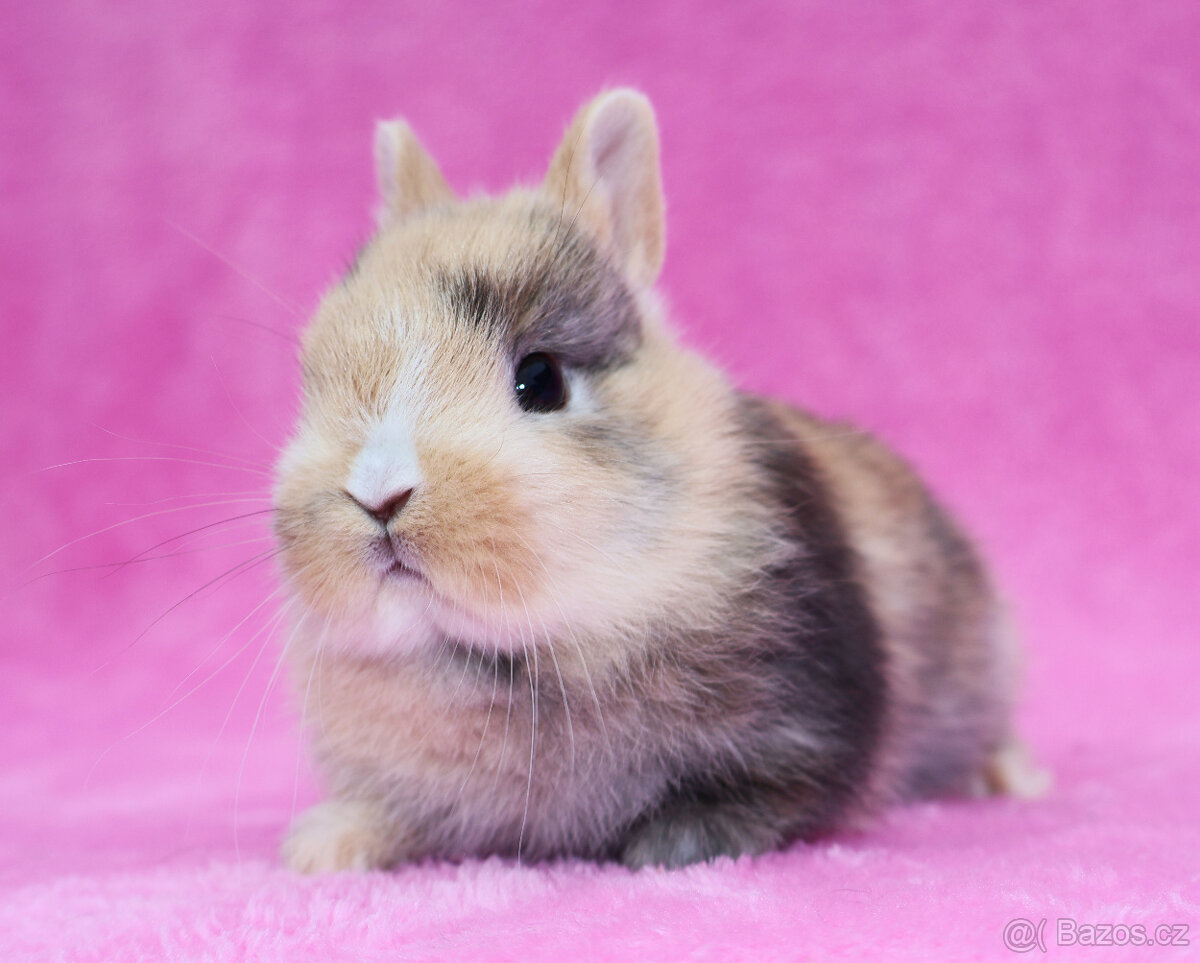 Zakrslý krátkouchý králíček , malinká samička . - 9