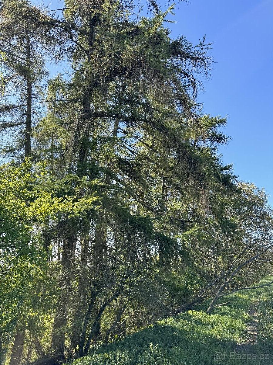 Prodám lesní pozemky v k.ú. Žďárek u Sychrova - 9
