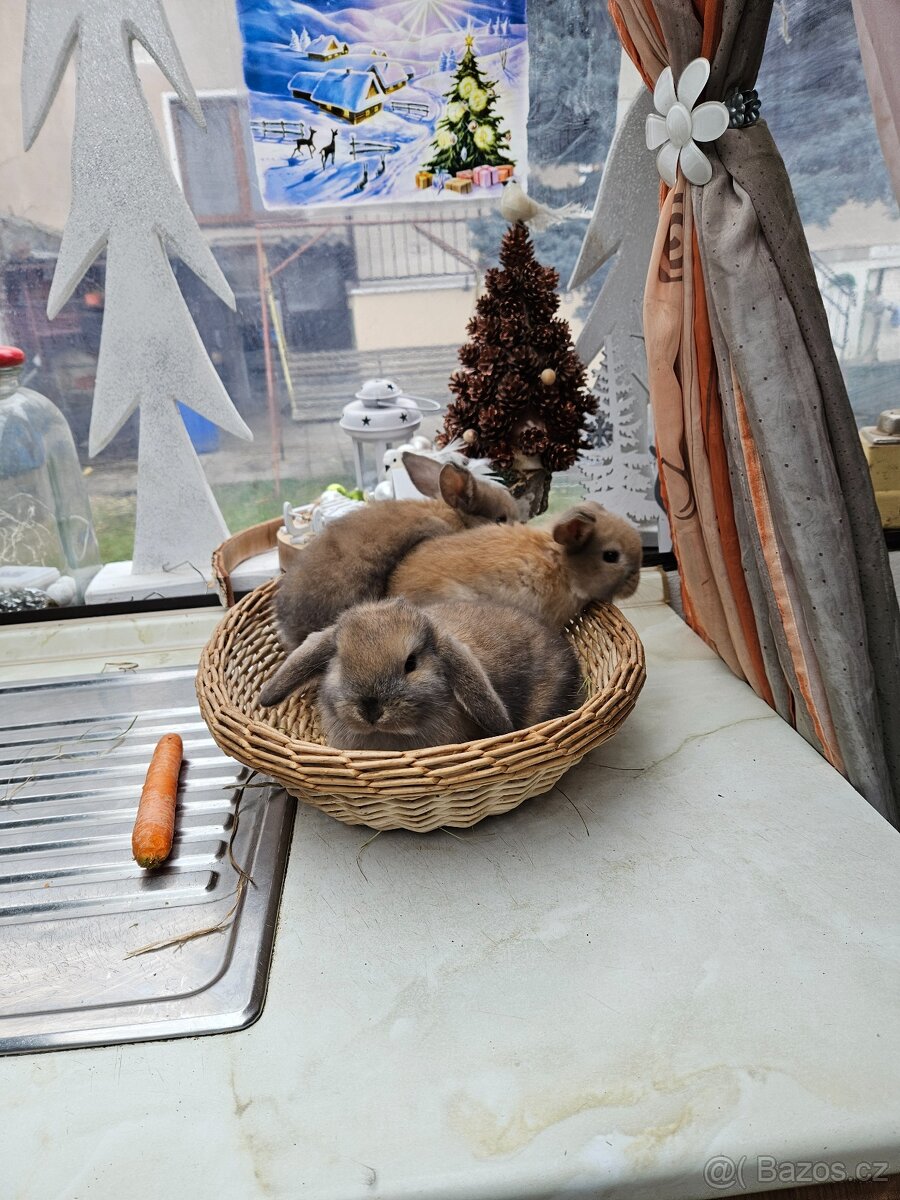 Zakrslý králík - 9