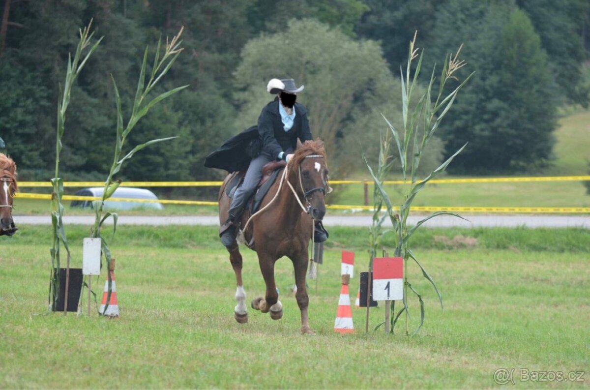 Český teplokrevník - 9