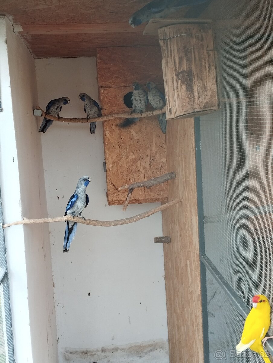 Prodám rozely, papousky nádherné - 9